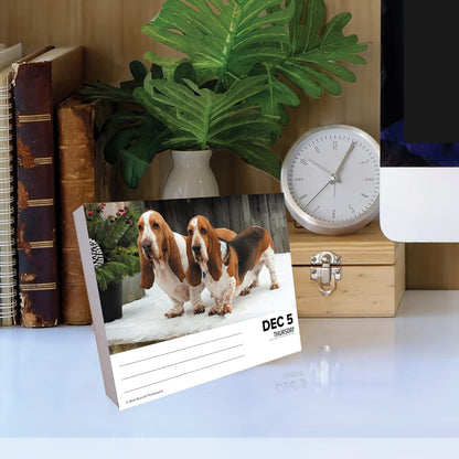 Basset Hounds 2024 6.2 X 5.4 Box Calendar