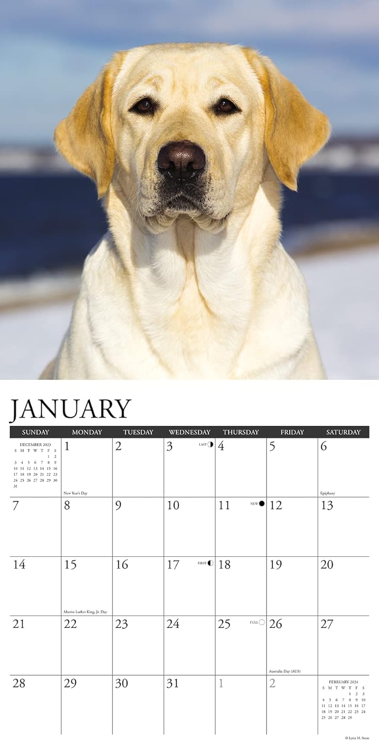 Just Yellow Labs 2024 12 X 12 Wall Calendar