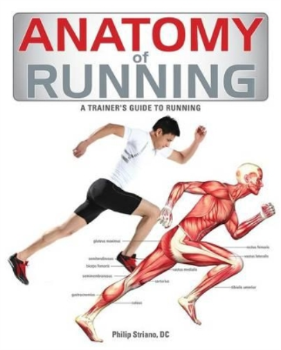 Anatomy of Running
