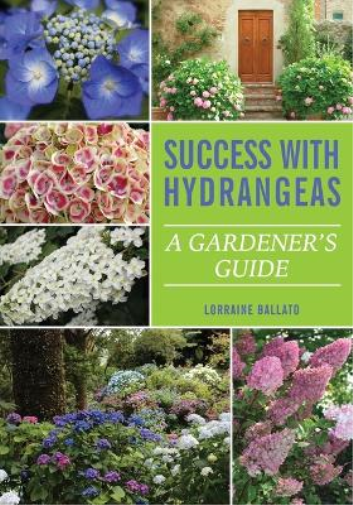 Success With Hydrangeas