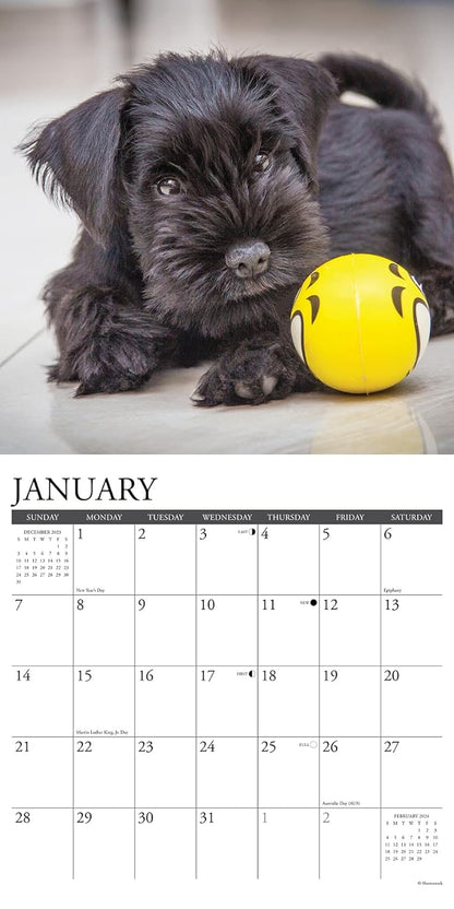 Just Schnauzer Puppies 2024 12 X 12 Wall Calendar