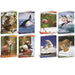 Cf10 Quaderno Animali 100G A4 5M