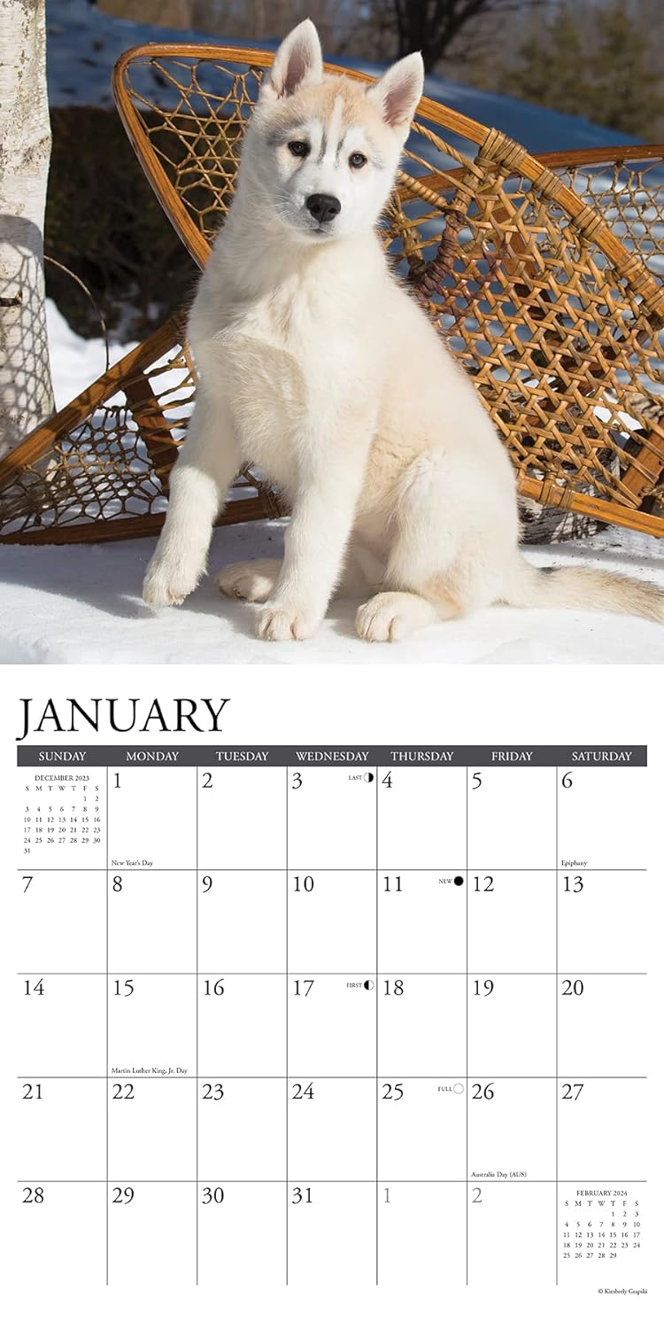 Just Siberian Husky Puppies 2024 12 X 12 Wall Calendar