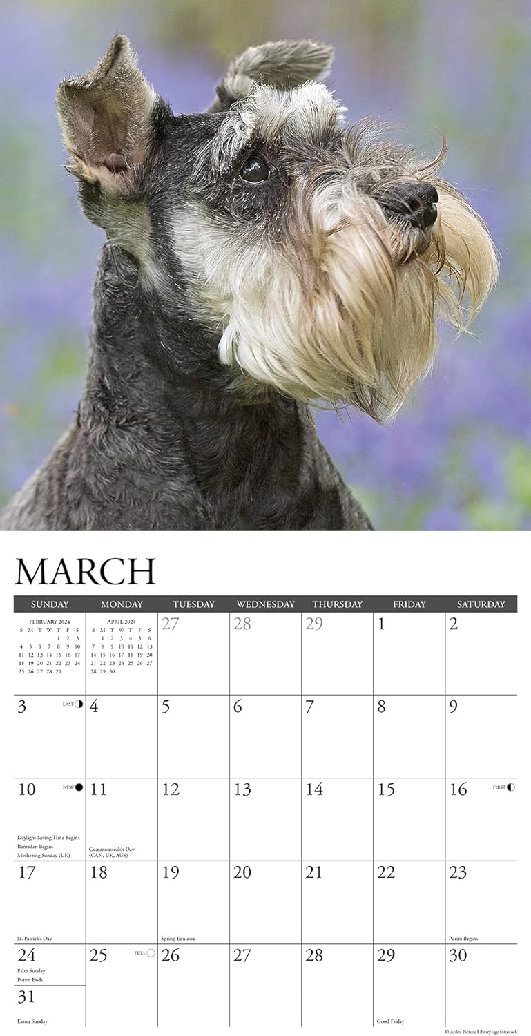 Just Schnauzers 2024 12 X 12 Wall Calendar