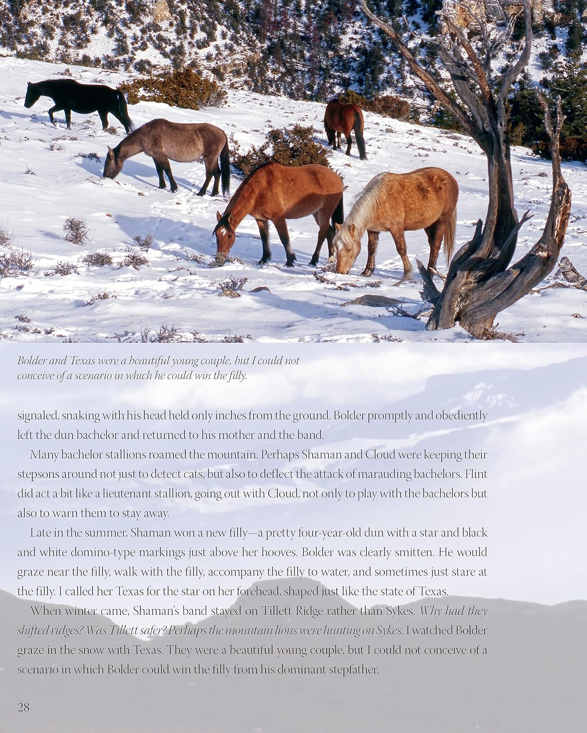 Challenge of the Stallions