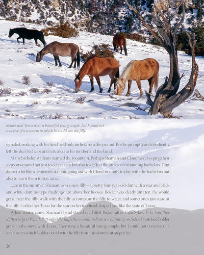 Challenge of the Stallions