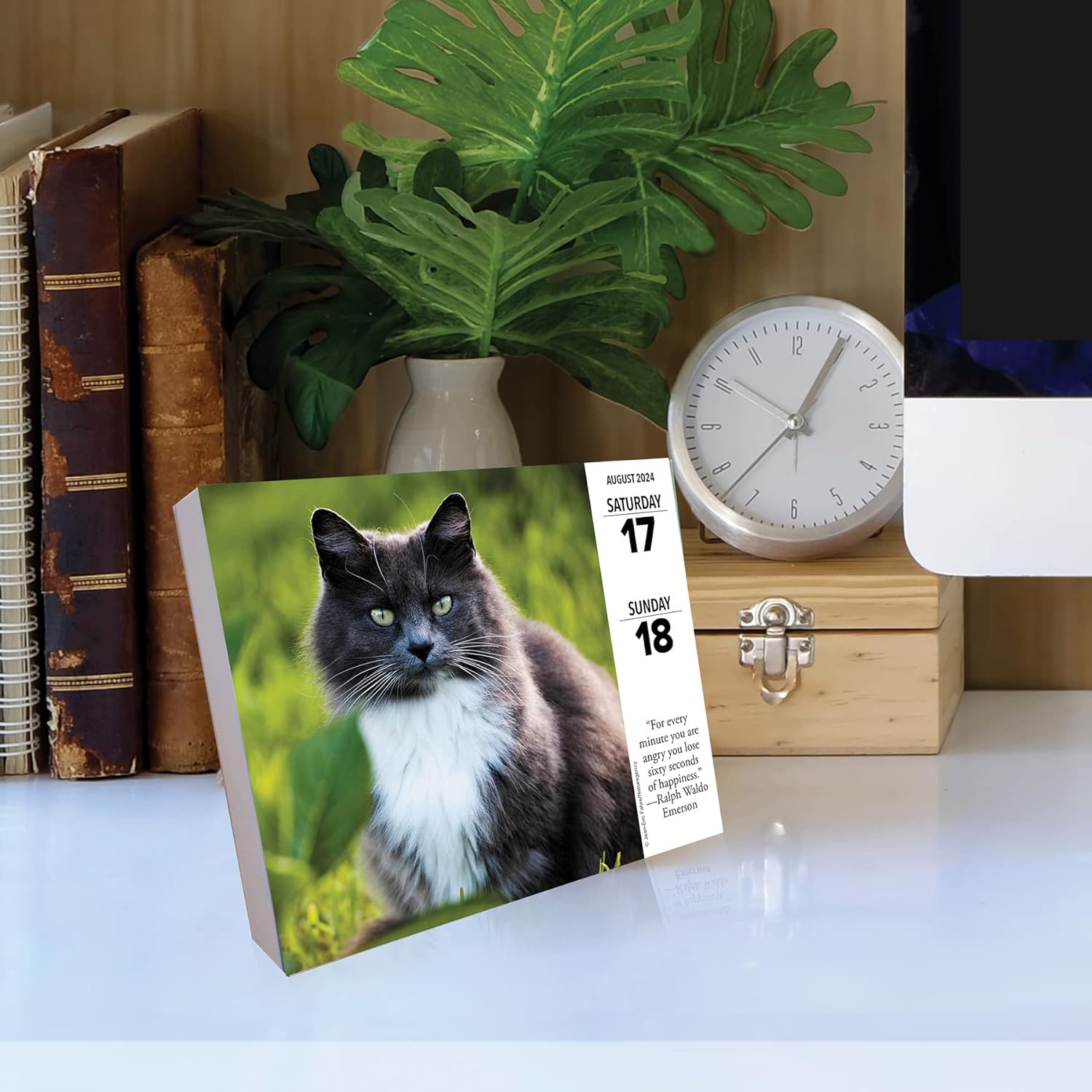 Cats 2024 6.2 X 5.4 Box Calendar
