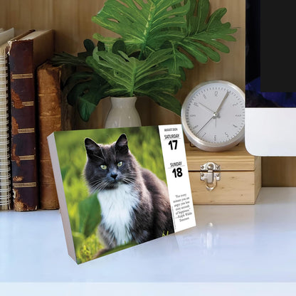 Cats 2024 6.2 X 5.4 Box Calendar