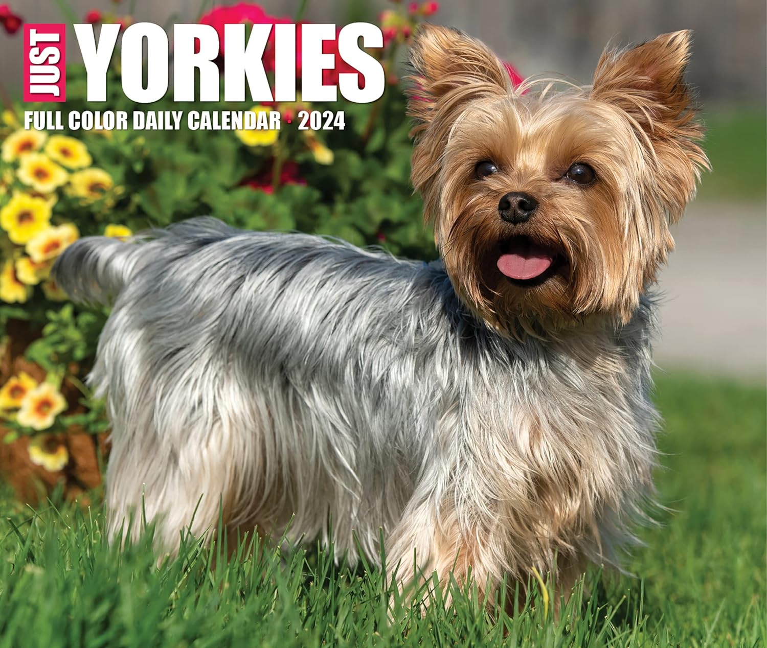 Yorkies 2024 6.2 X 5.4 Box Calendar