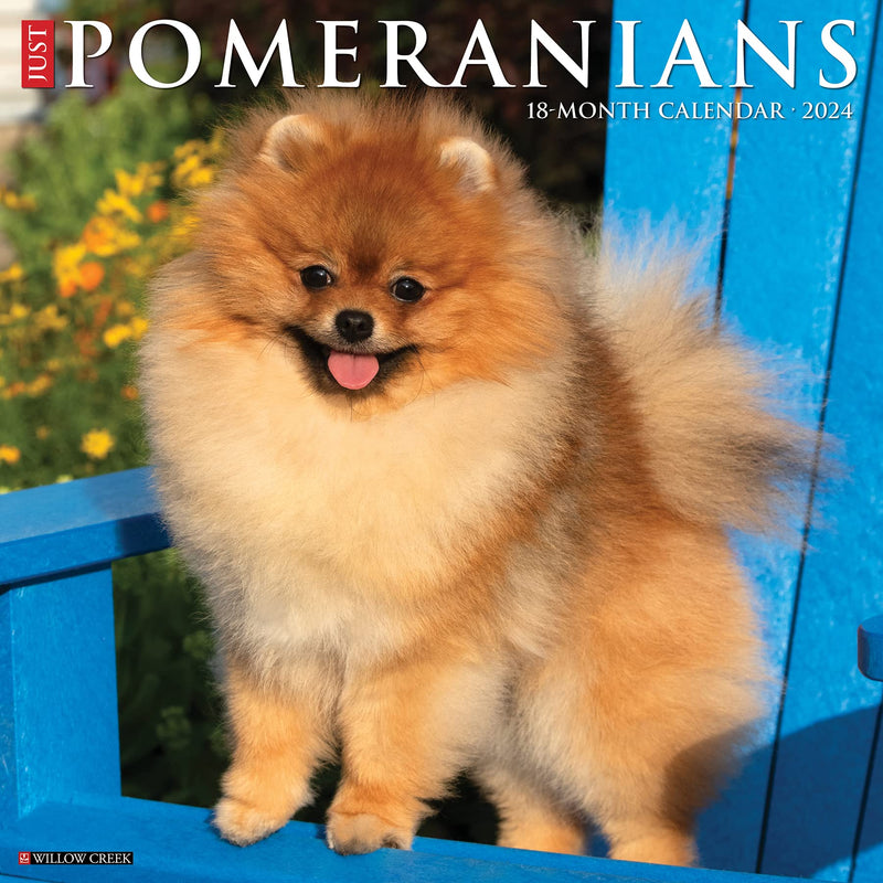 Just Pomeranians 2024 12 X 12 Wall Calendar
