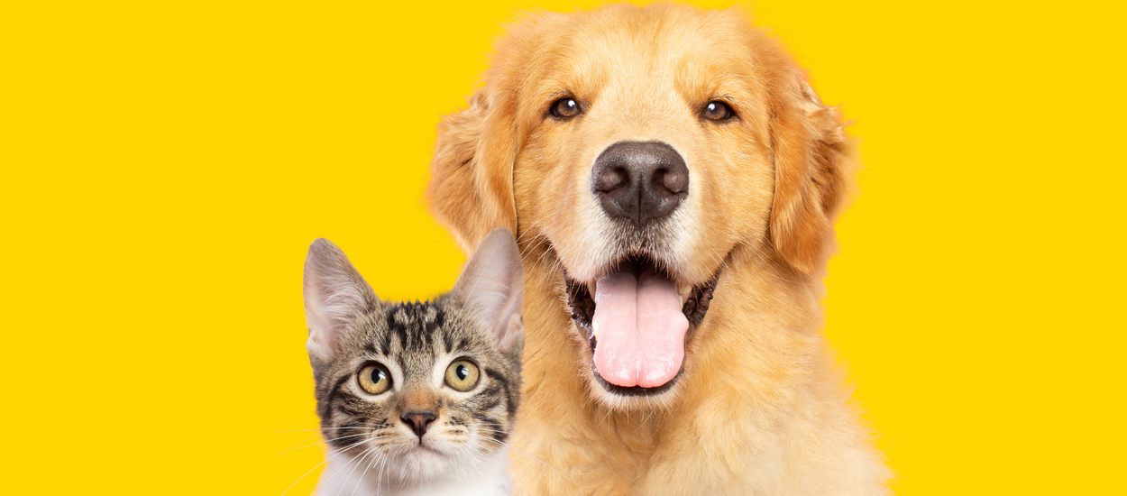 Veterinary Medicine