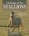 Challenge of the Stallions