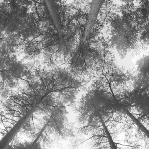 Cassandra Miller: Traveller Song/Thanksong