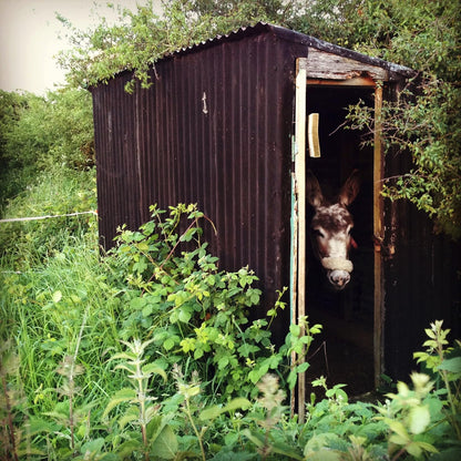 Seaside Donkey