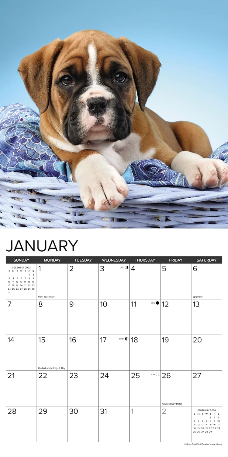 Just Boxer Puppies 2024 12 X 12 Wall Calendar