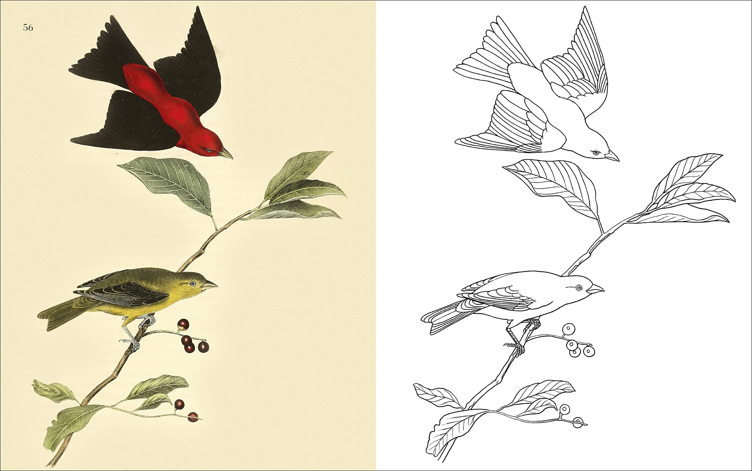 The Birds Coloring Book