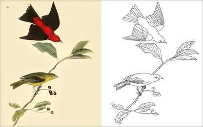 The Birds Coloring Book