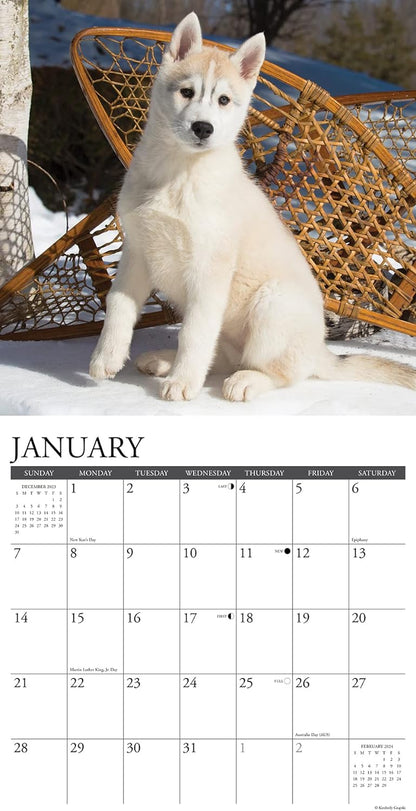 Just Siberian Husky Puppies 2024 12 X 12 Wall Calendar