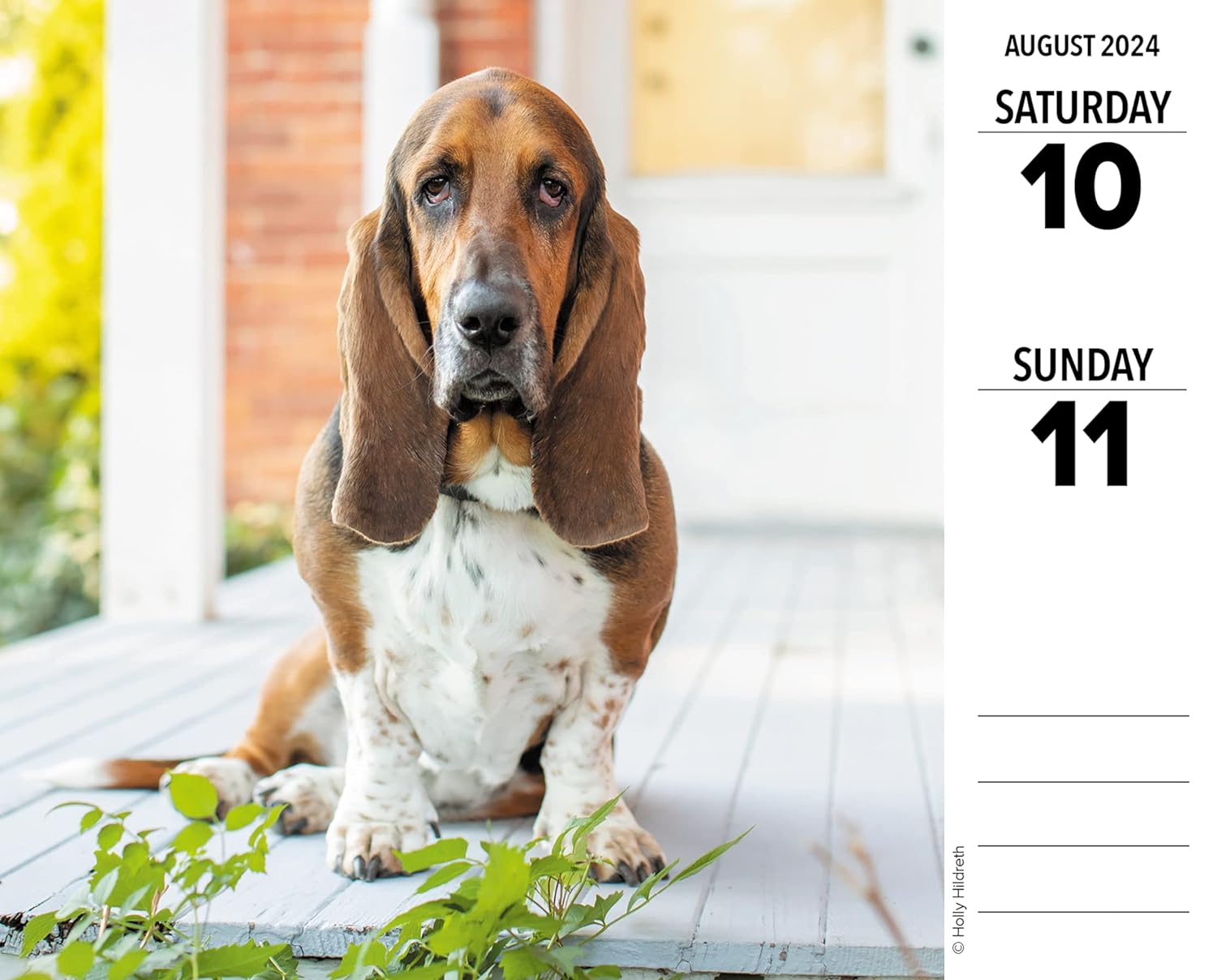 Basset Hounds 2024 6.2 X 5.4 Box Calendar