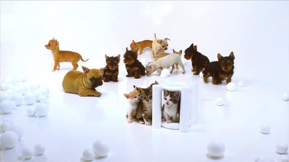Puppies & Kittens