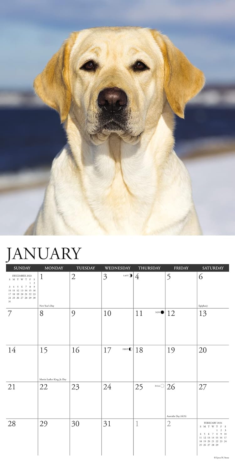 Just Yellow Labs 2024 12 X 12 Wall Calendar