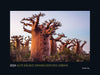 KUNTH Monats-Wandkalender Alte Baume - Sinnbild de
