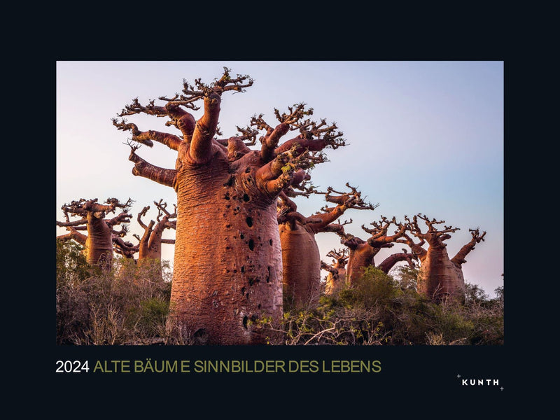 KUNTH Monats-Wandkalender Alte Baume - Sinnbild de