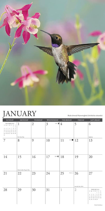 Hummingbirds 2024 12 X 12 Wall Calendar