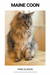 Maine Coon