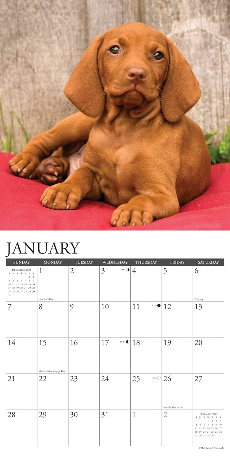 Just Vizslas 2024 12 X 12 Wall Calendar