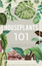 Houseplants 101