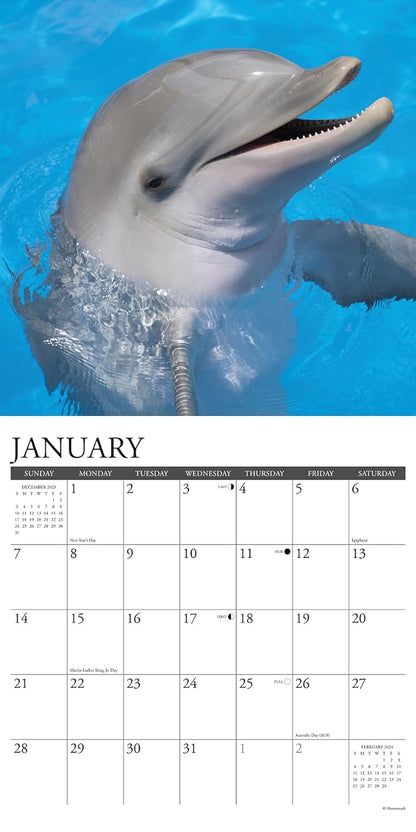 Dolphins 2024 12 X 12 Wall Calendar