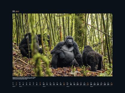 KUNTH Monats-Wandkalender Helden der Wildnis 2024