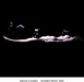 Invisible Front. 2005