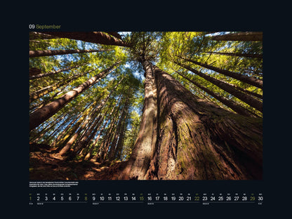 KUNTH Monats-Wandkalender Alte Baume - Sinnbild de