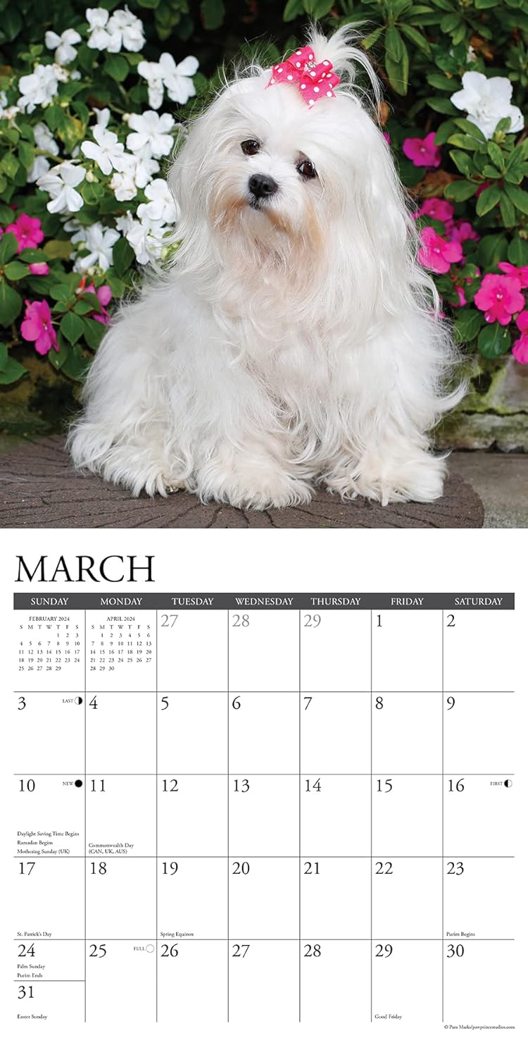 Just Maltese 2024 12 X 12 Wall Calendar