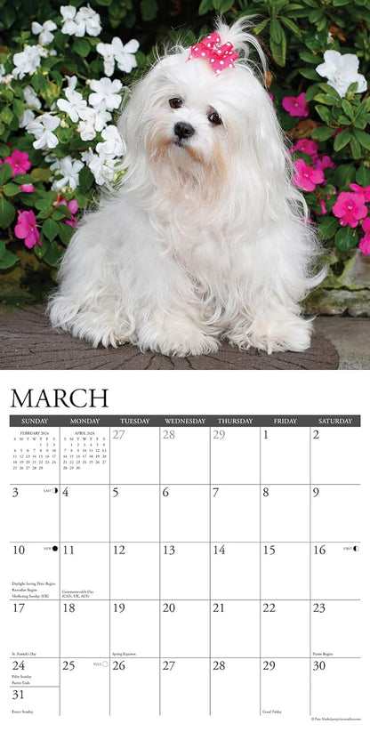 Just Maltese 2024 12 X 12 Wall Calendar
