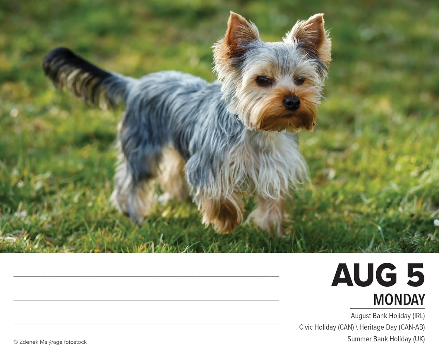 Yorkies 2024 6.2 X 5.4 Box Calendar