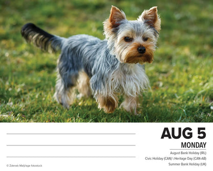 Yorkies 2024 6.2 X 5.4 Box Calendar