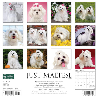 Just Maltese 2024 12 X 12 Wall Calendar