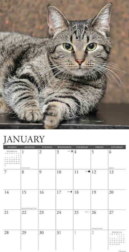Just Tabby Cats 2024 12 X 12 Wall Calendar