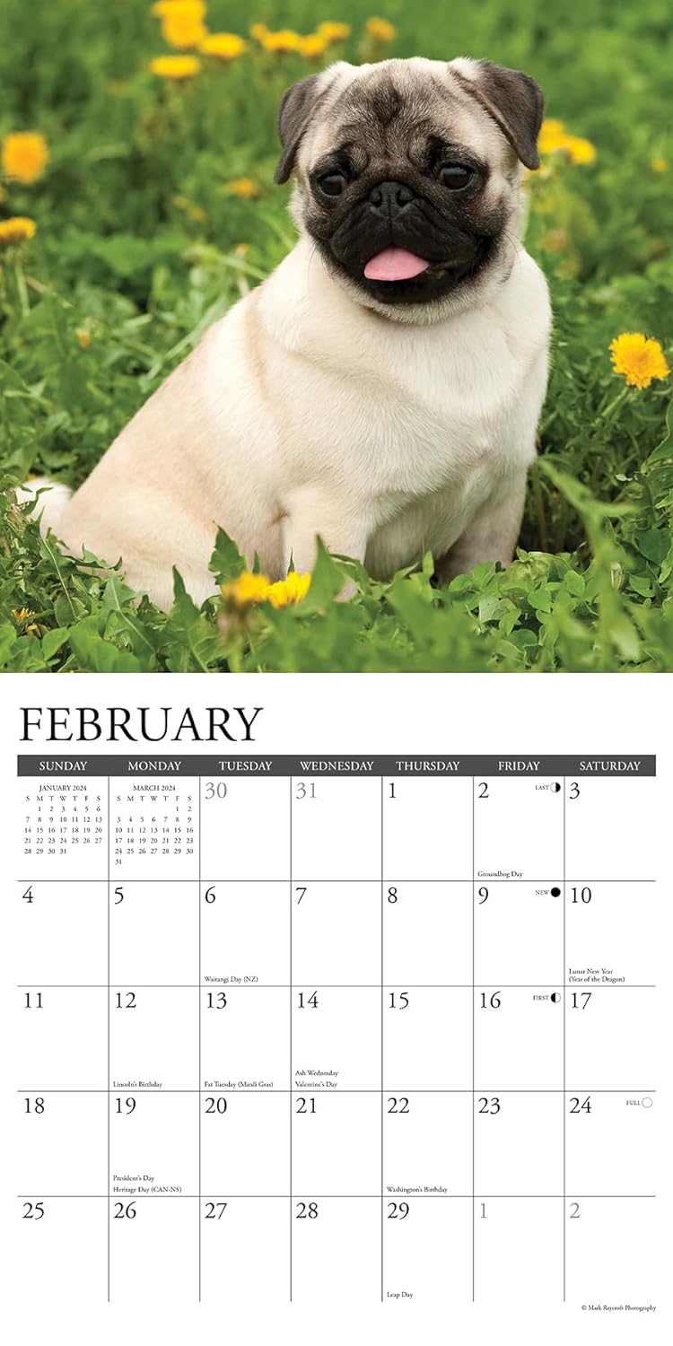 Just Pugs 2024 12 X 12 Wall Calendar