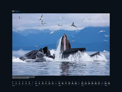 KUNTH Monats-Wandkalender Faszination Meer 2024
