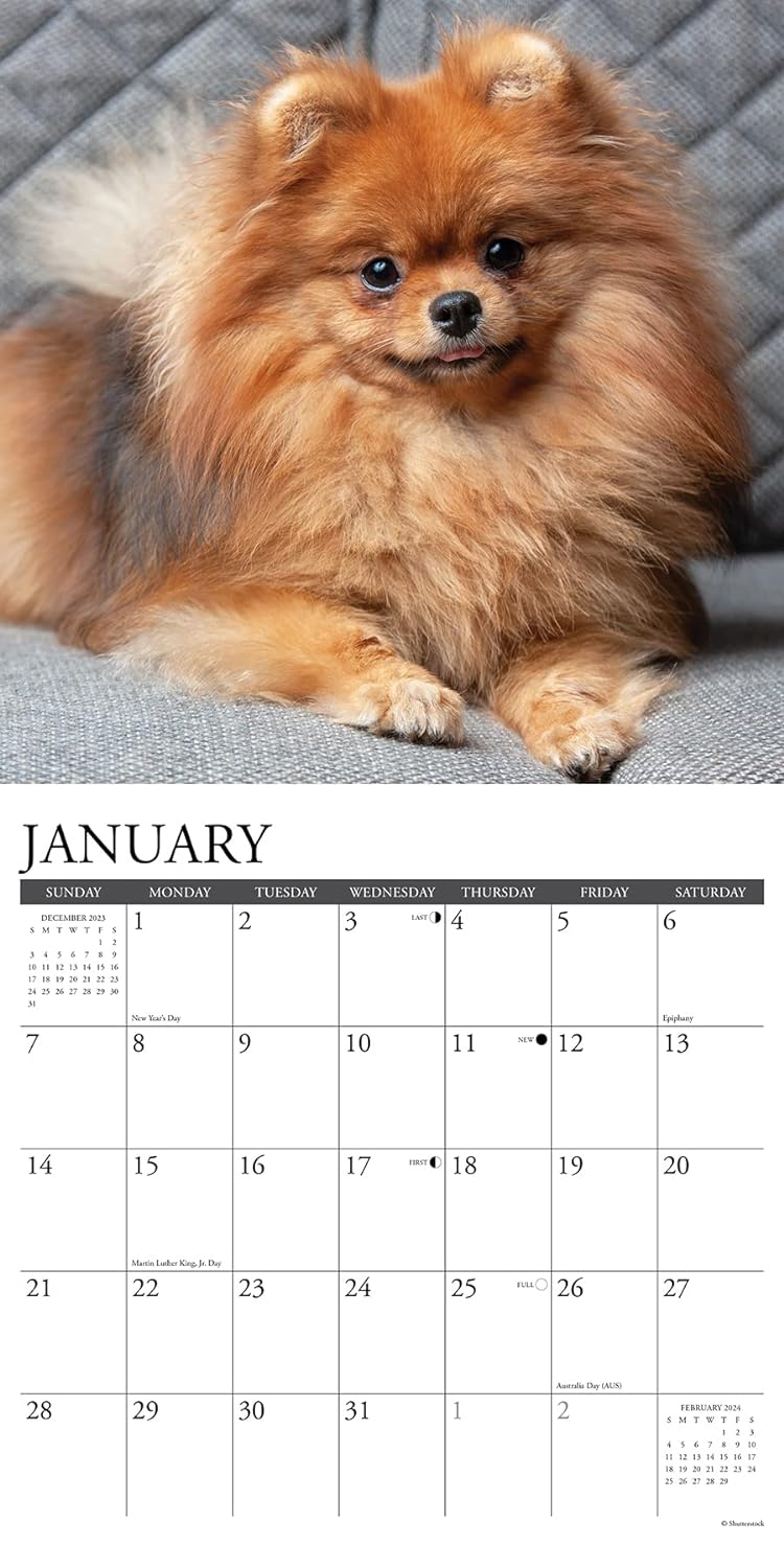 Just Pomeranians 2024 12 X 12 Wall Calendar