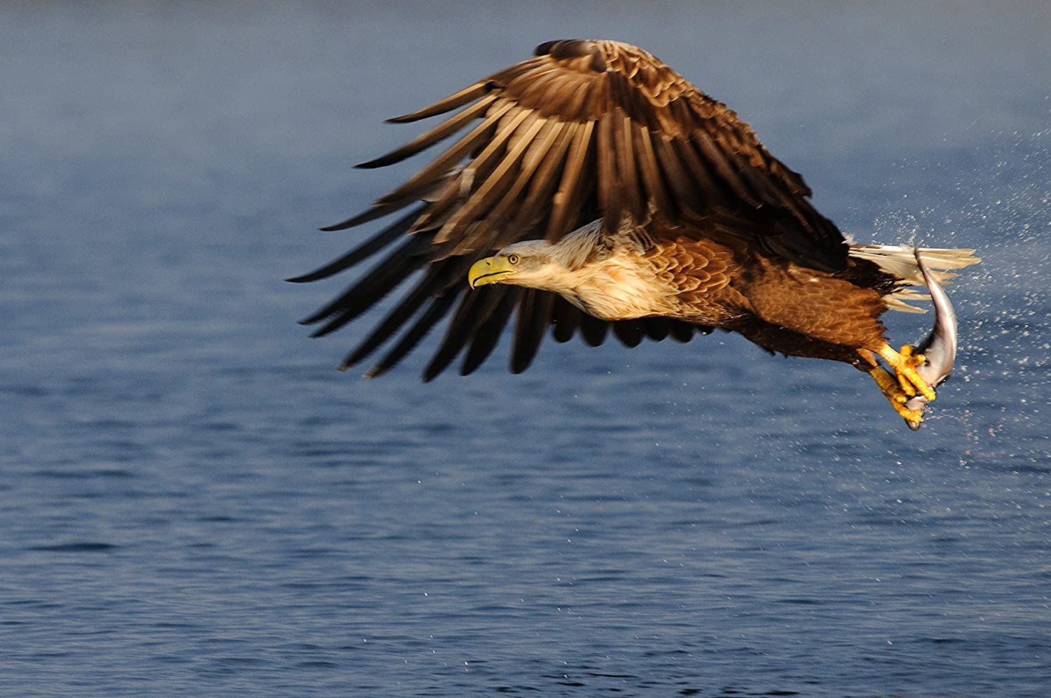 Die Welt der Adler