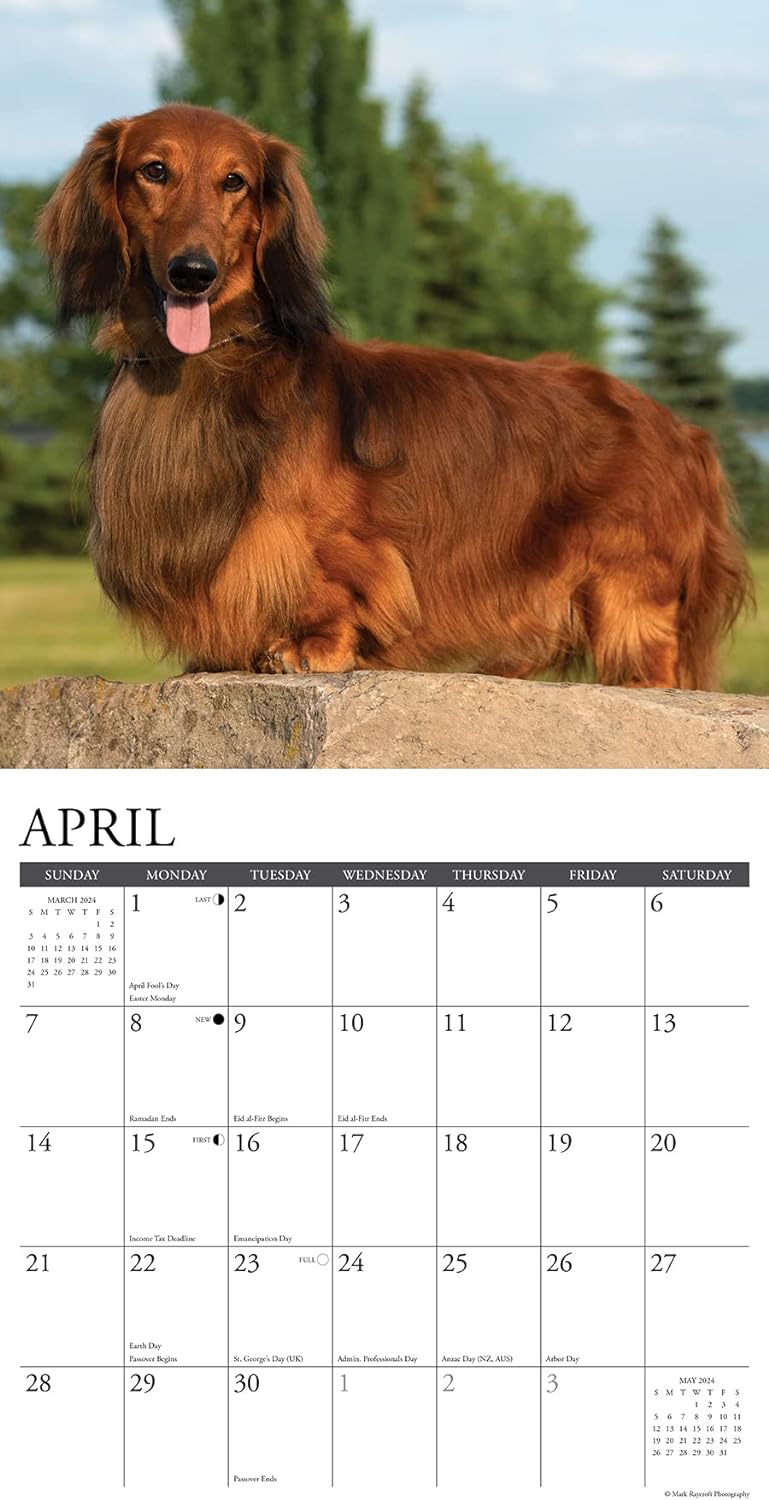 Just Dachshunds 2024 12 X 12 Wall Calendar