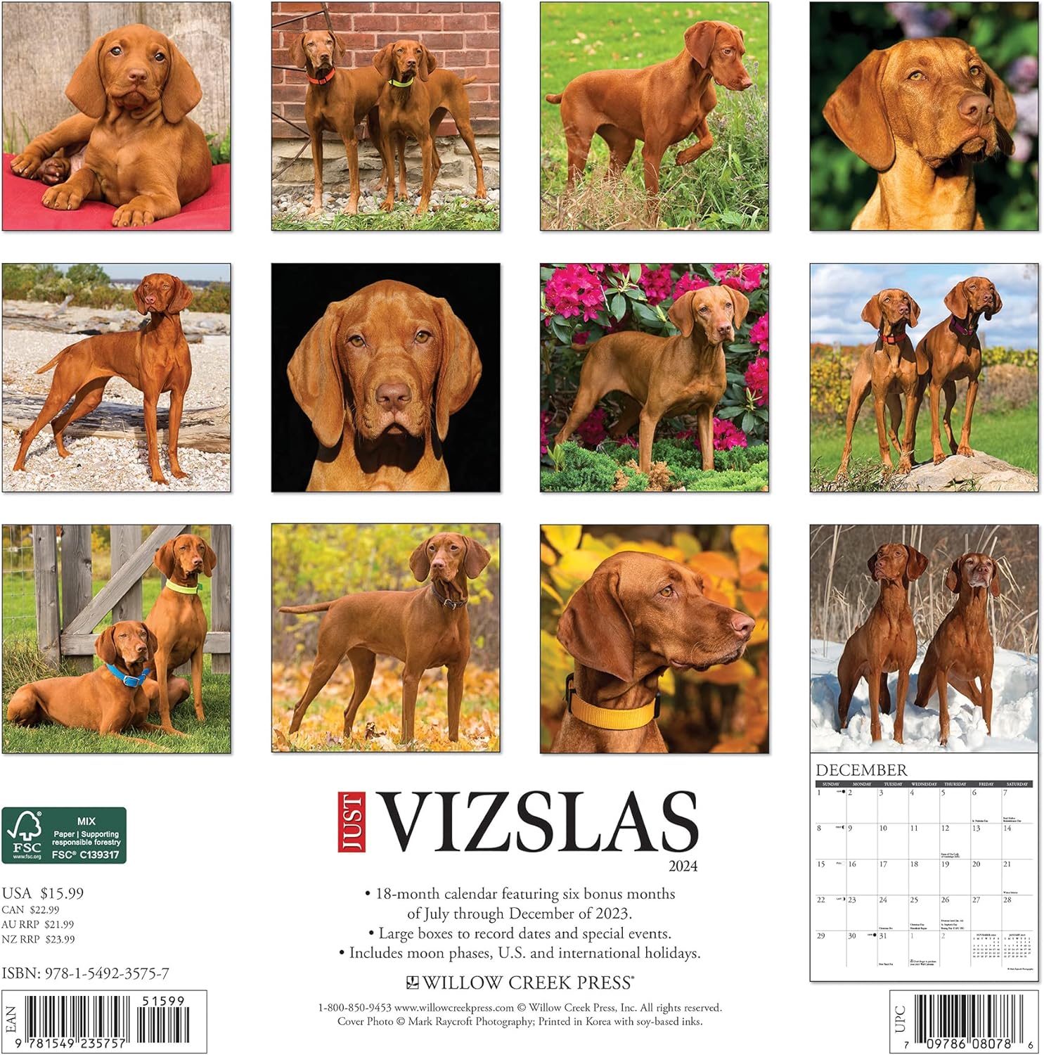 Just Vizslas 2024 12 X 12 Wall Calendar