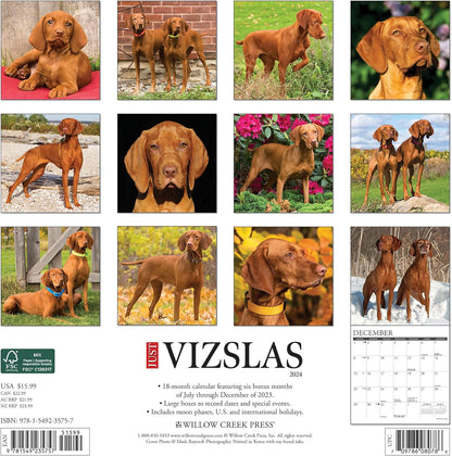 Just Vizslas 2024 12 X 12 Wall Calendar