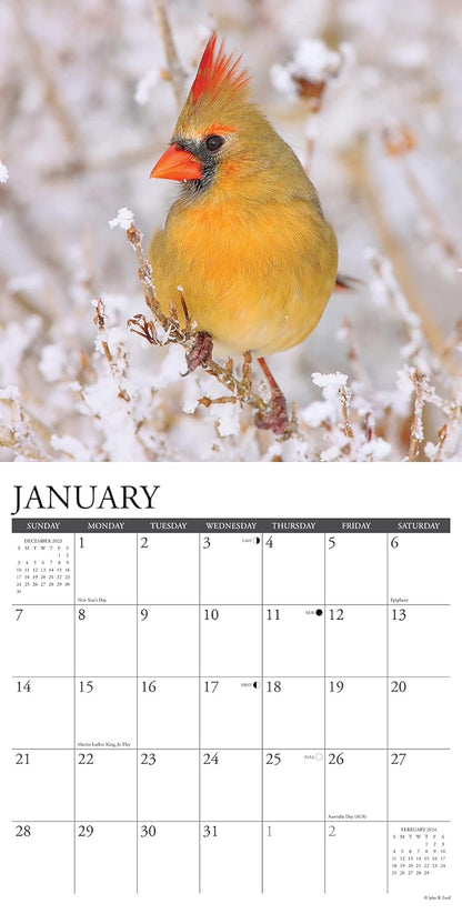Cardinals 2024 12 X 12 Wall Calendar