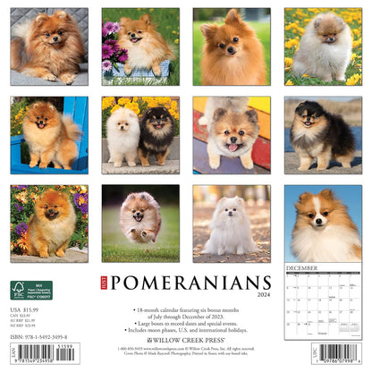 Just Pomeranians 2024 12 X 12 Wall Calendar